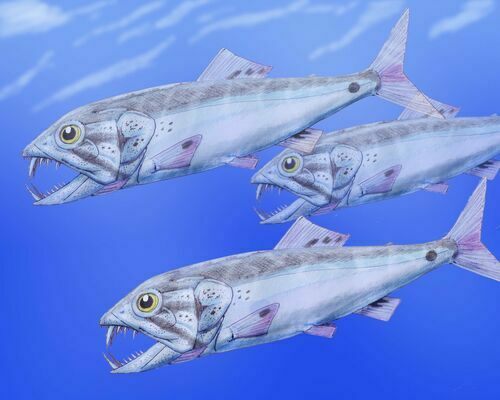 Artists reconstruction of Enchodus.  By Dmitry Bogdanov, Creative Commons License